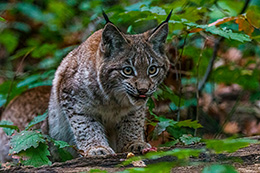 Chester the Lynx